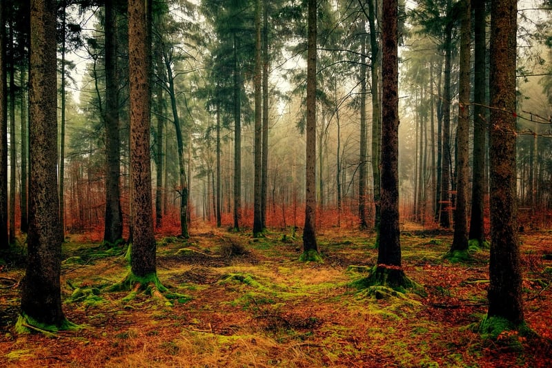 Mysterious Forest